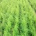 芦笋苗一年苗50公分以上5根以上
