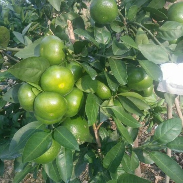 东江湖蜜桔