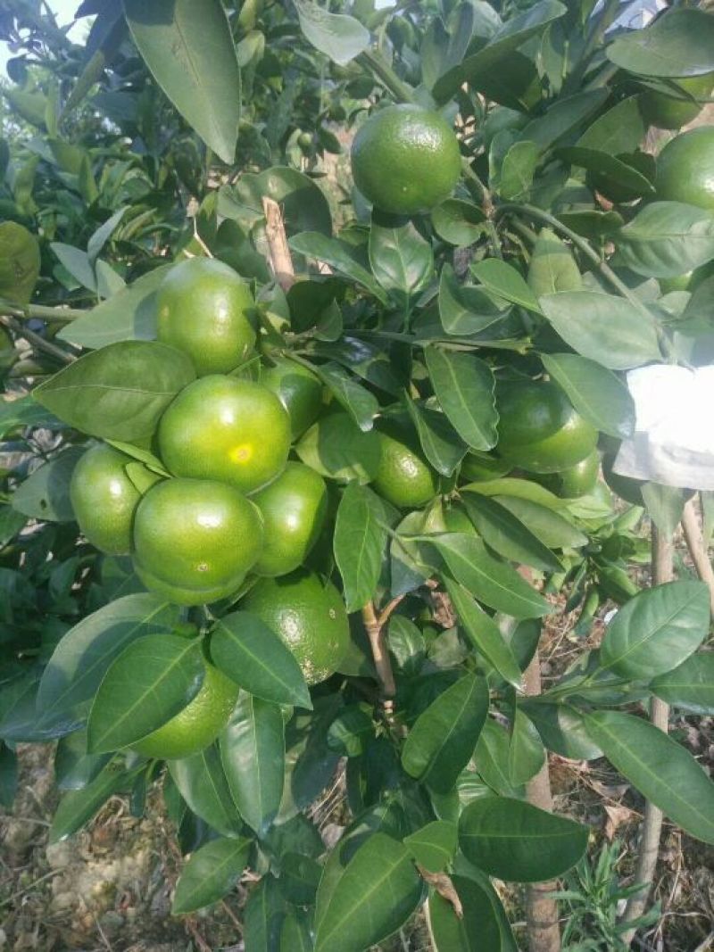 东江湖蜜桔