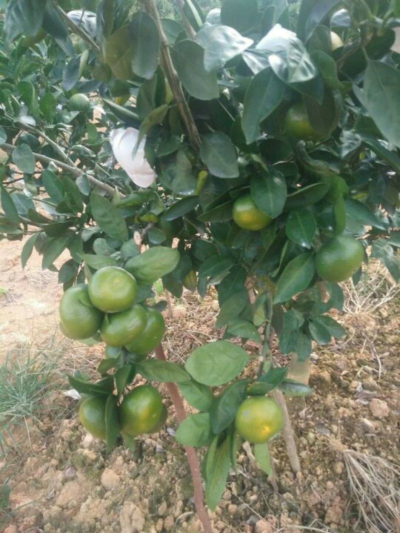 东江湖蜜桔