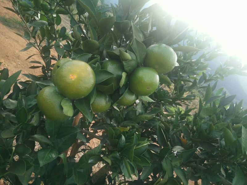 东江湖蜜桔