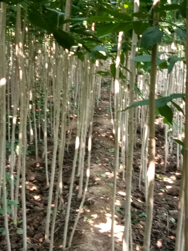 杜仲苗籽播80cm以上