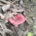新野生红菇，灵芝