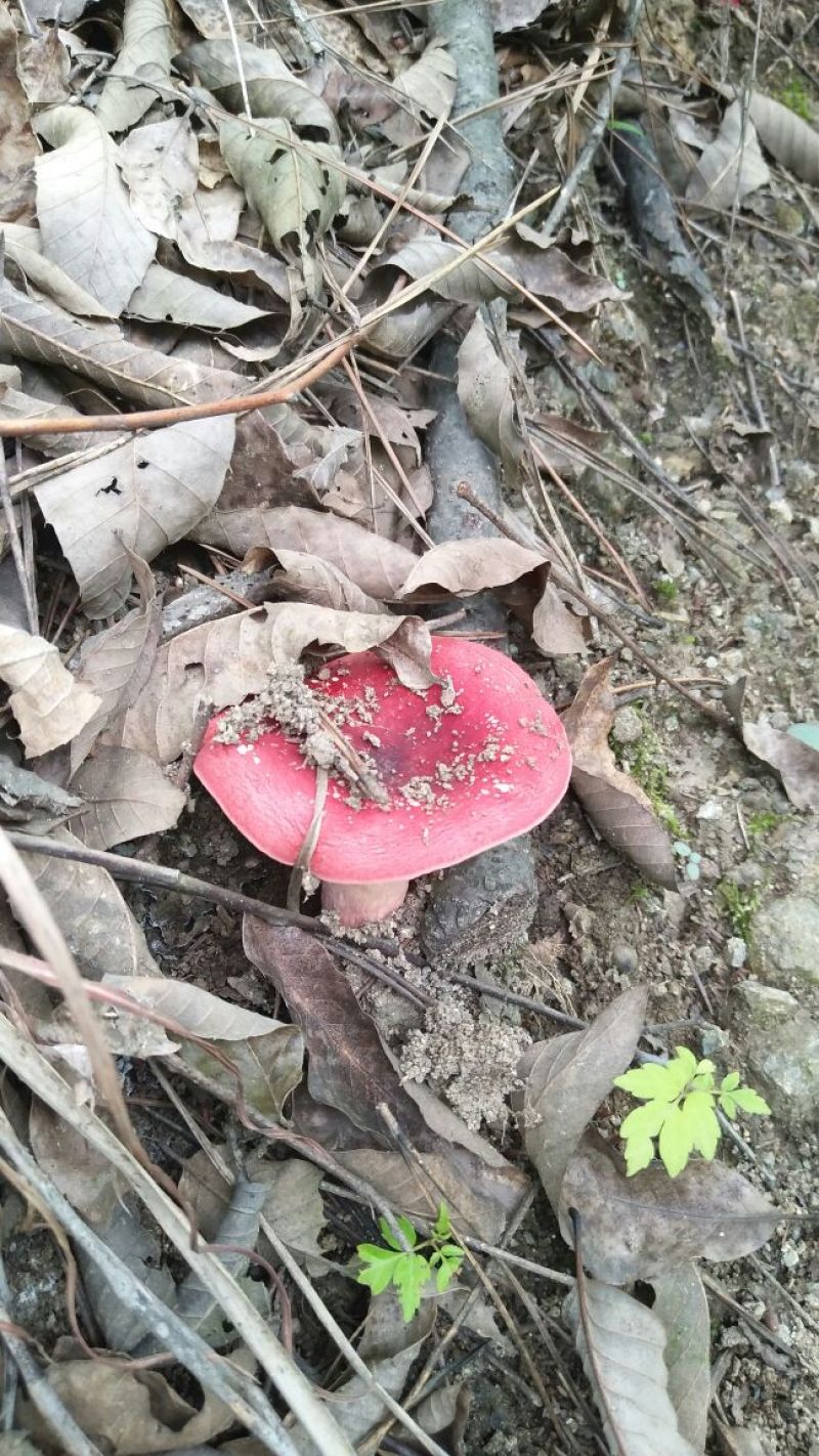 新野生红菇，灵芝