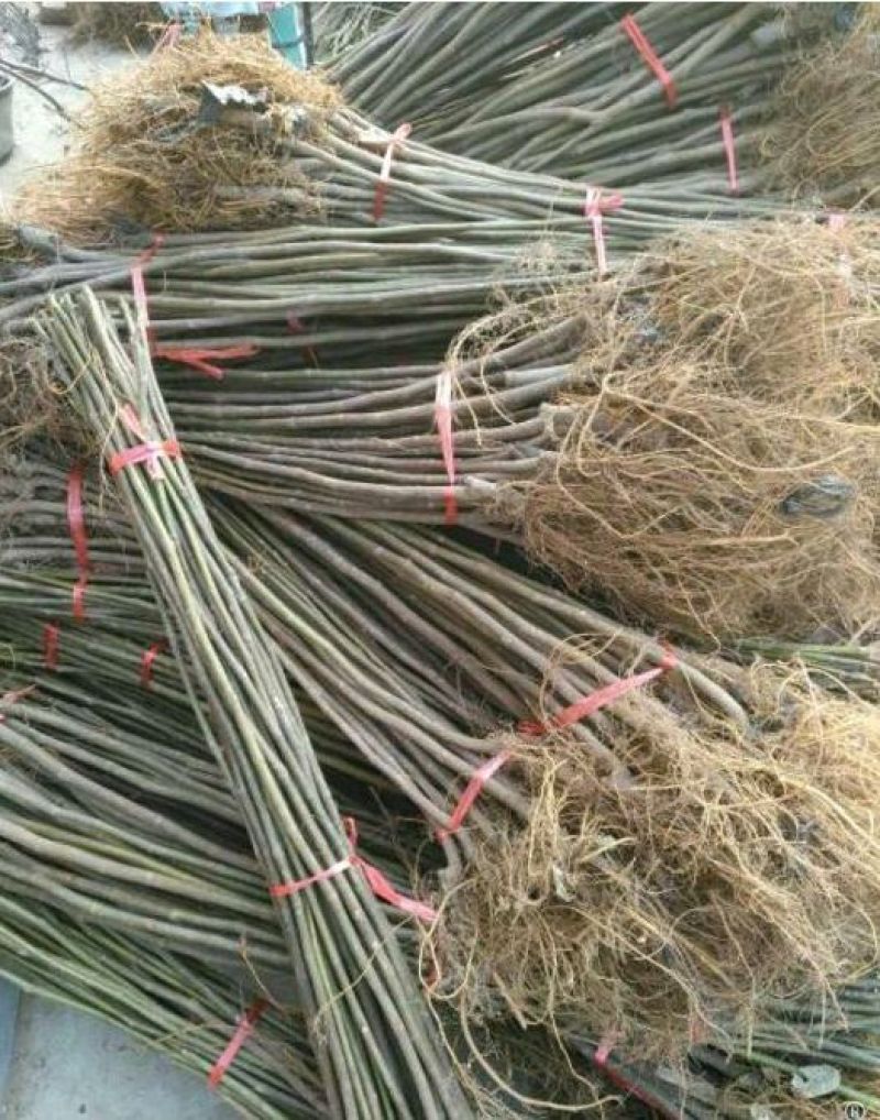 无花果树苗，布兰瑞克，波姬红，青皮，金傲芬无花果树苗。