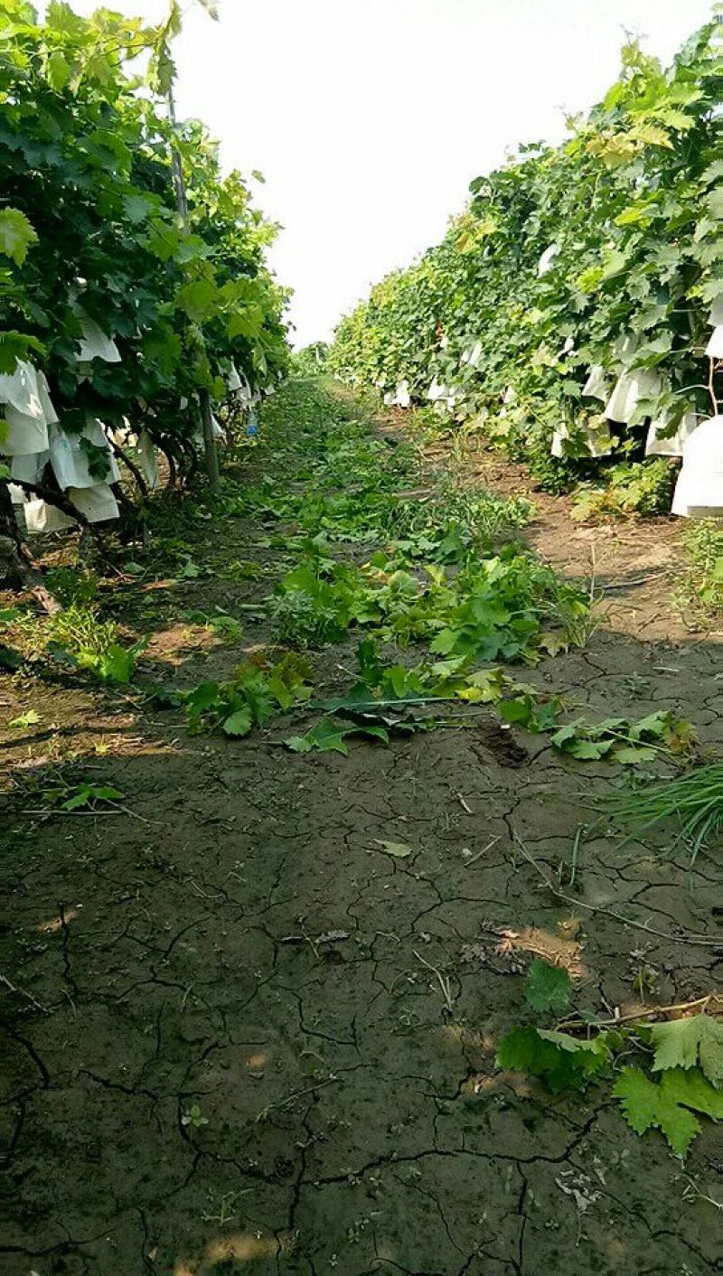 天津滨海新区纯正茶淀玫瑰香葡萄