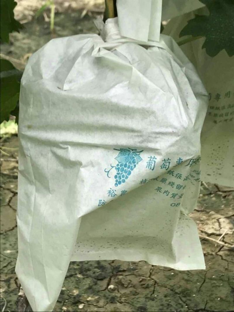 天津滨海新区纯正茶淀玫瑰香葡萄