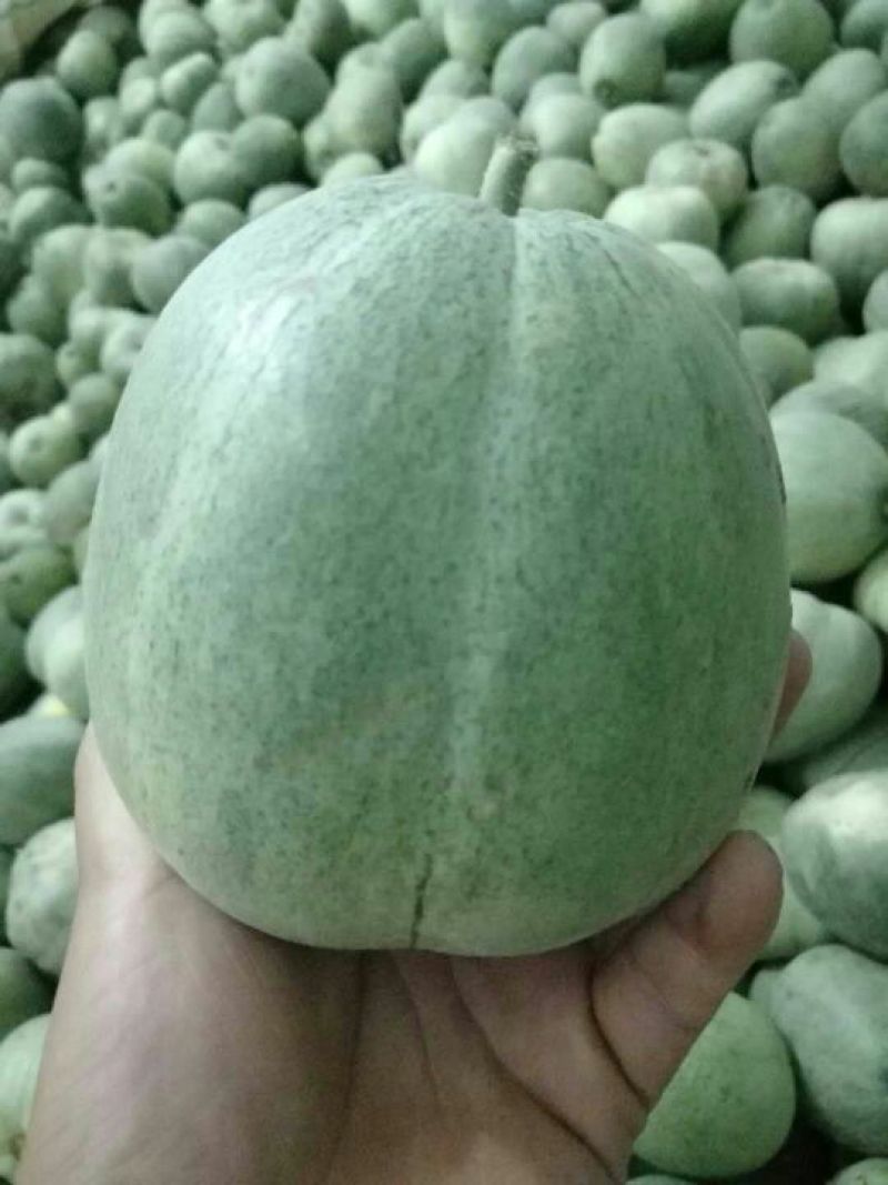 甜瓜上市了，欢迎各位朋友前来采购，