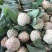 释迦150~200g一级
