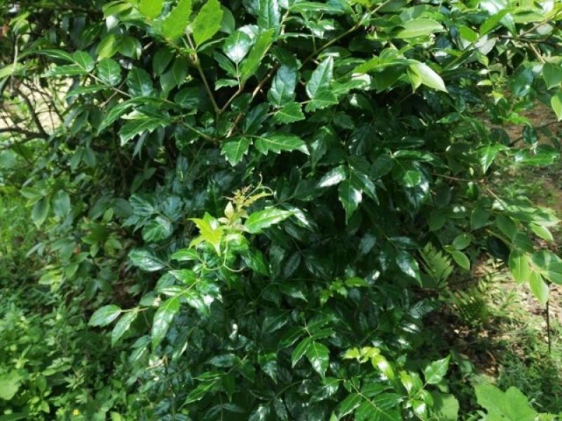 福藤野生藤茶砖茶清咽利嗓300g一块