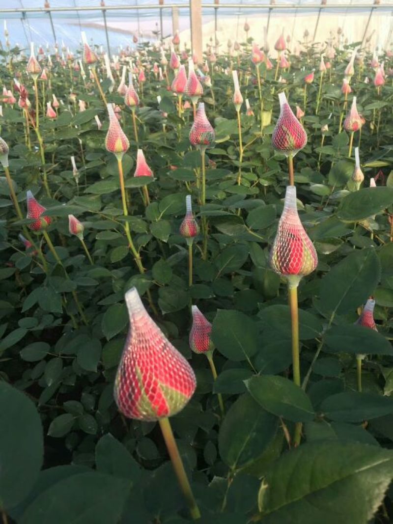 鲜花红玫瑰，卡罗拉10.6元一扎