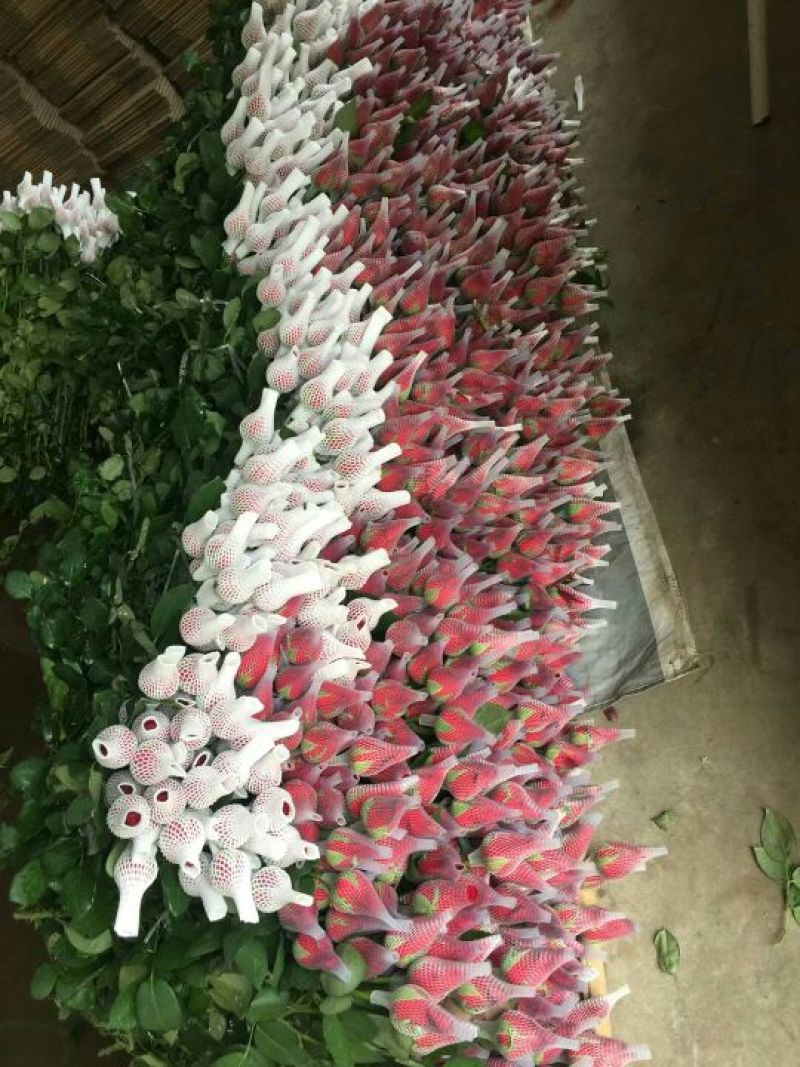 鲜花红玫瑰，卡罗拉10.6元一扎