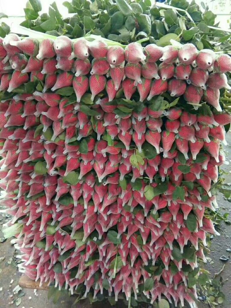 鲜花红玫瑰，卡罗拉10.6元一扎