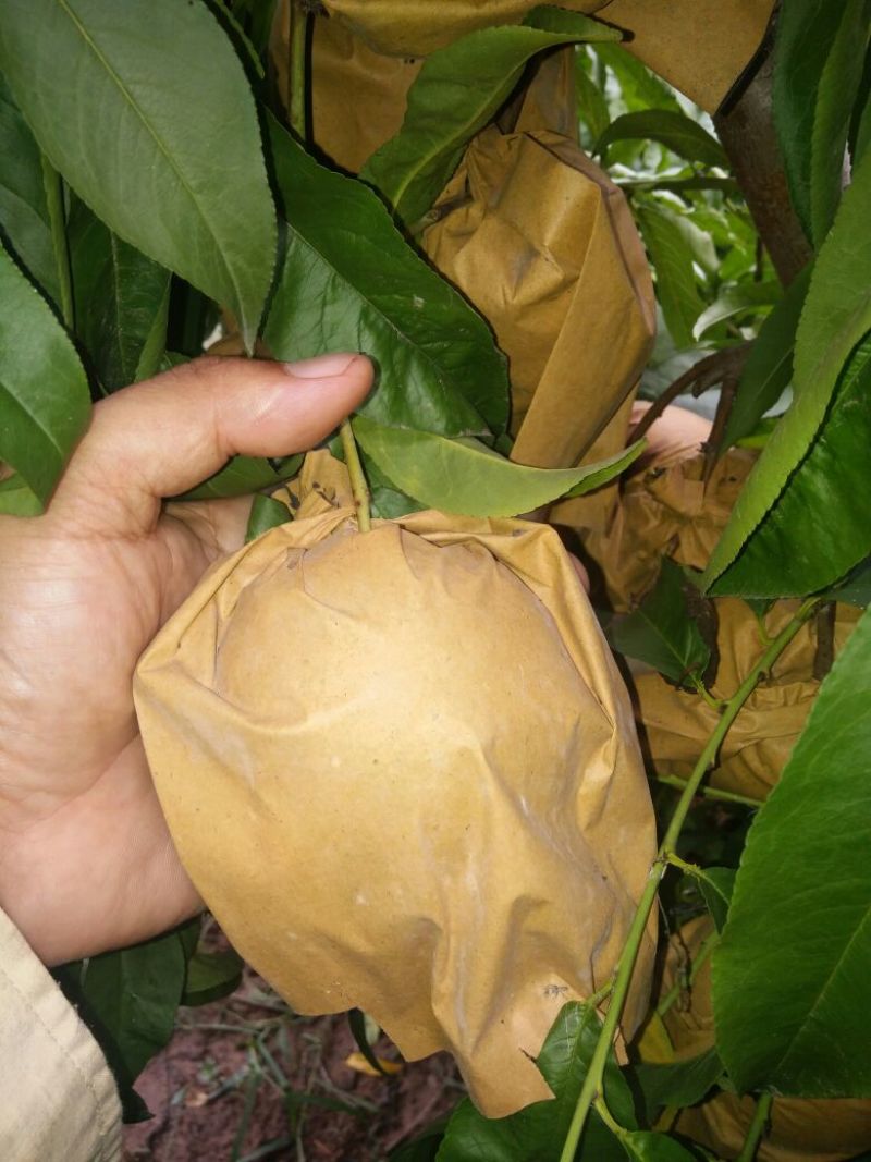 中油8号黄油桃