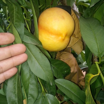 中油8号黄油桃