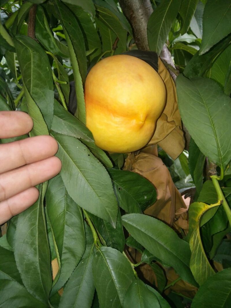 中油8号黄油桃