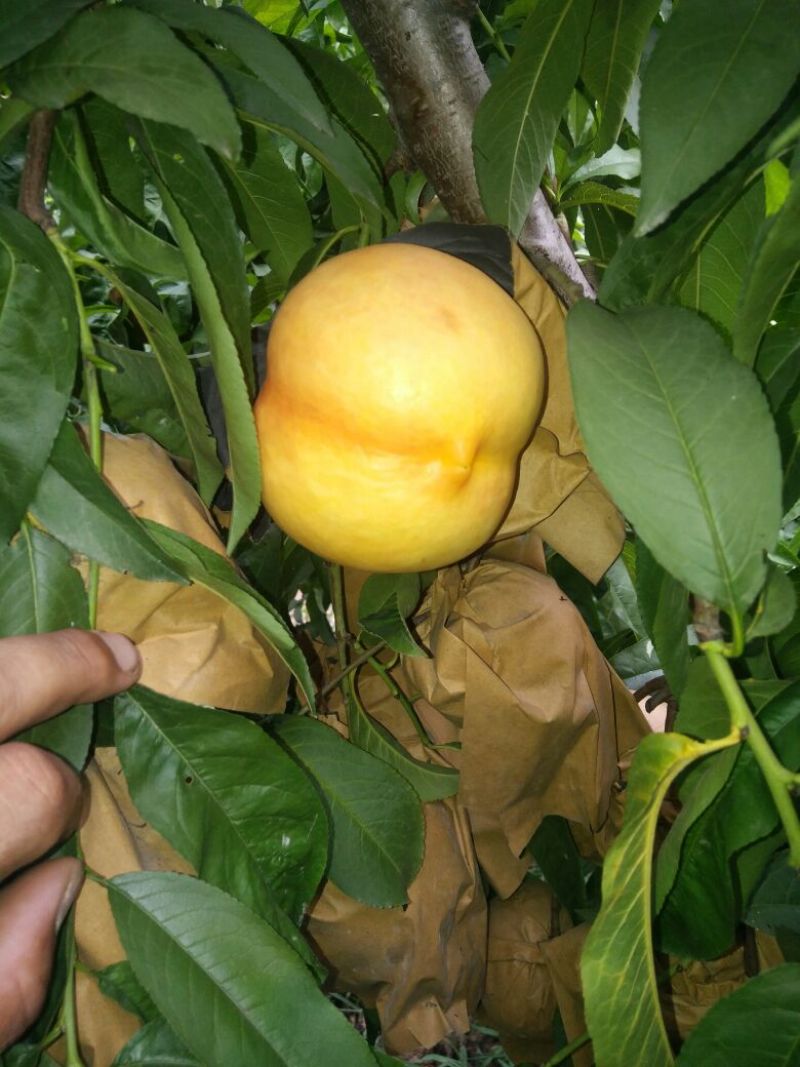 中油8号黄油桃