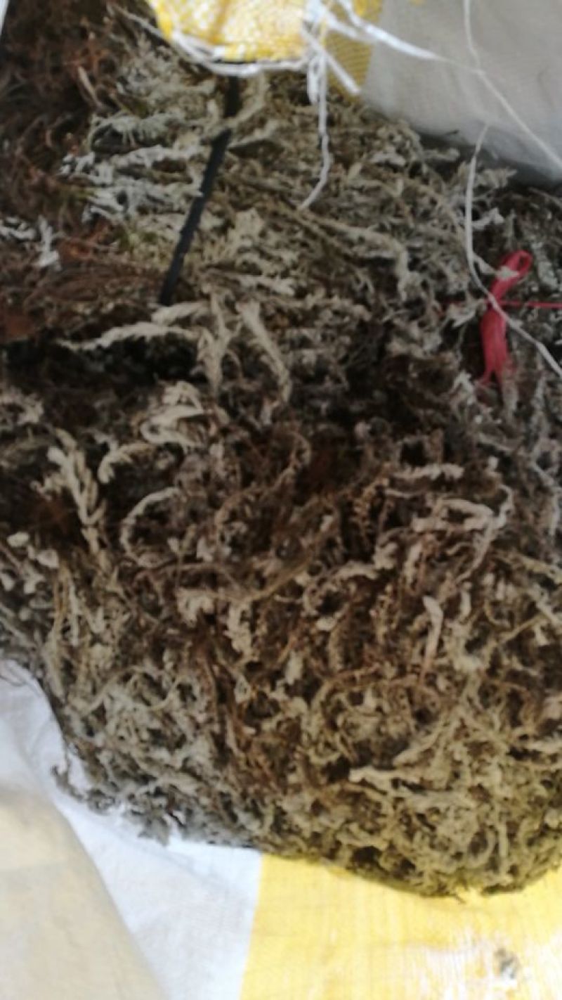 鹿茸草，千年霜，六月雪