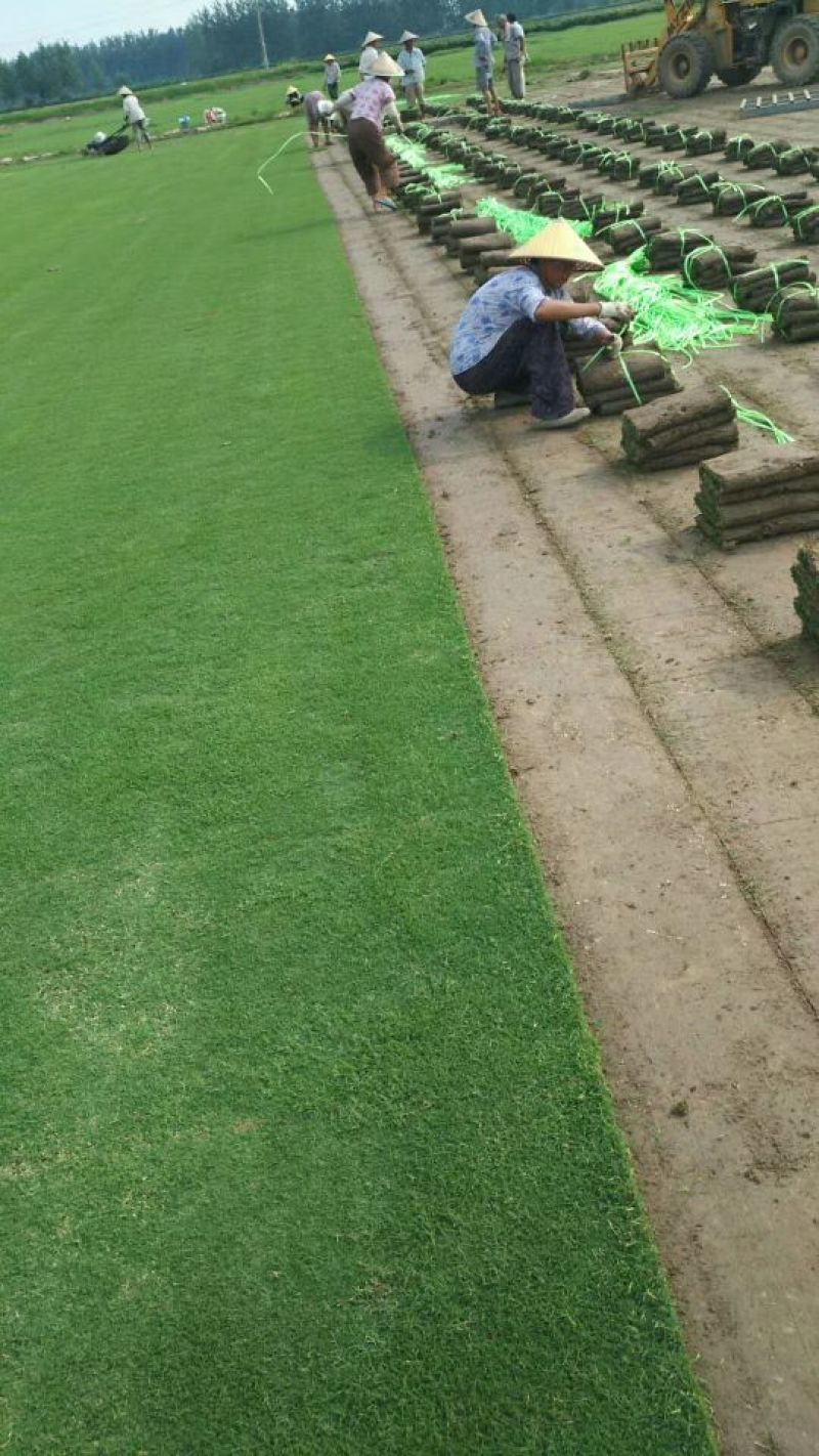 草坪草坪草草皮兰引三号百慕大马尼拉混播草坪