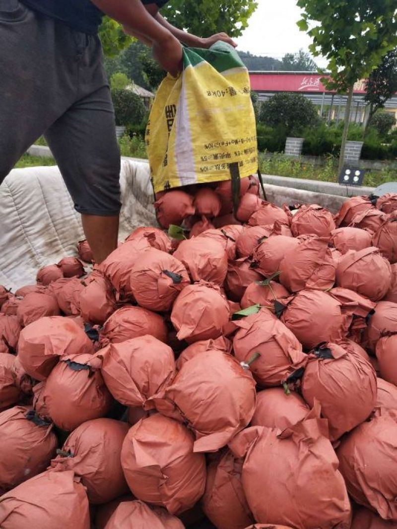 头茬梨纸袋脆甜黄金梨圆黄梨丰水梨产地商品梨批发价格