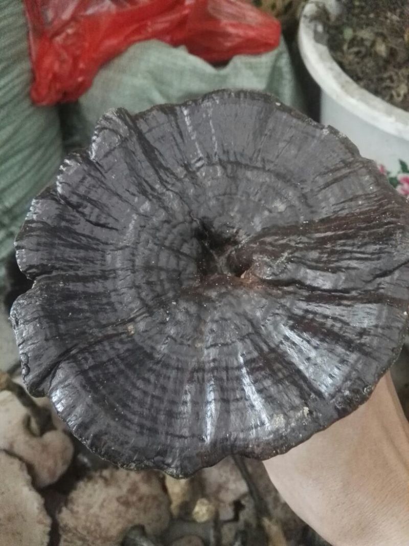 野生灵芝
