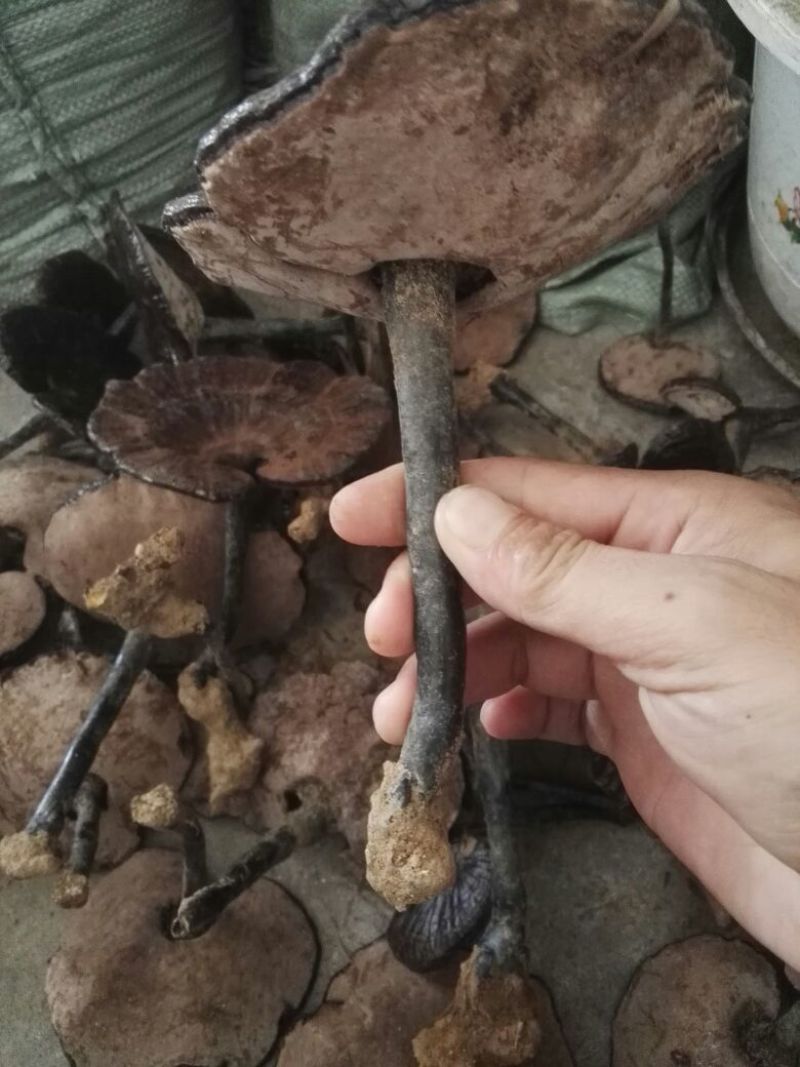 野生灵芝