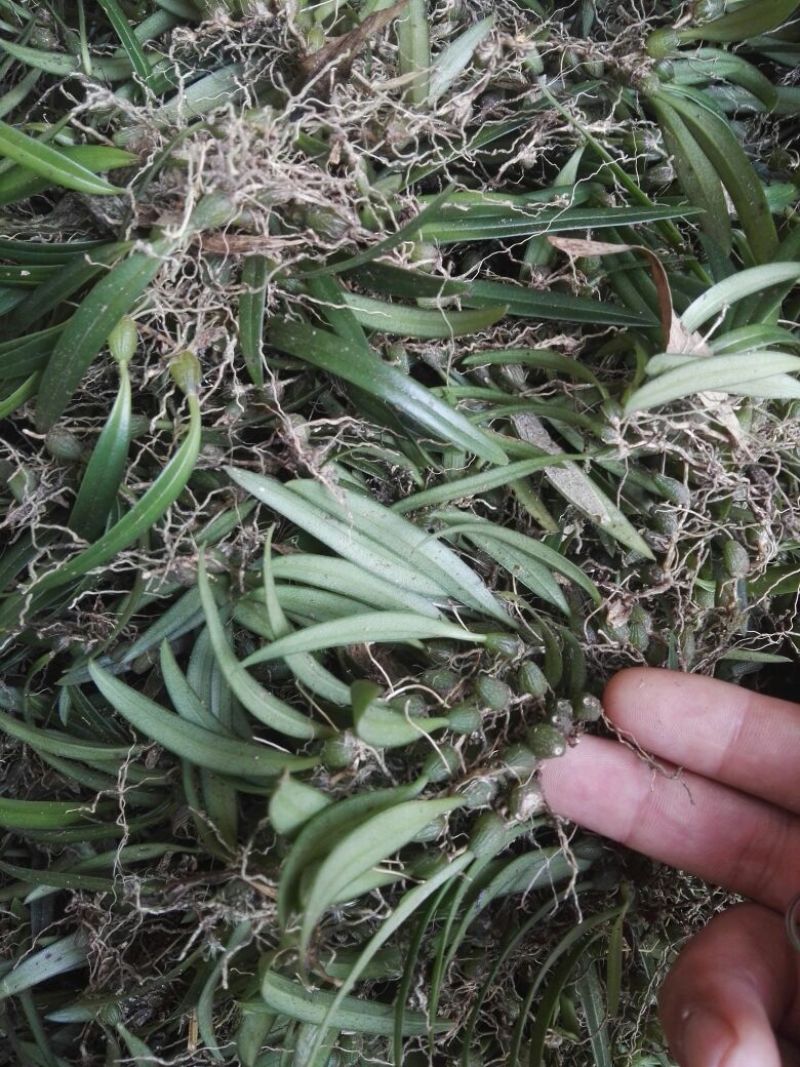 野生灵芝