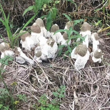 自家种植的长裙竹荪特级