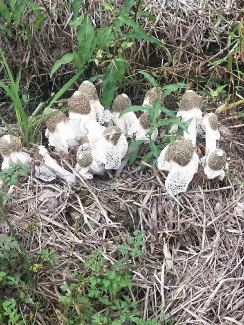 自家种植的长裙竹荪特级
