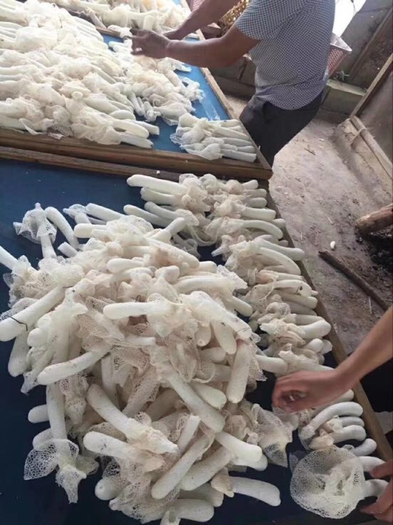 自家种植的长裙竹荪特级