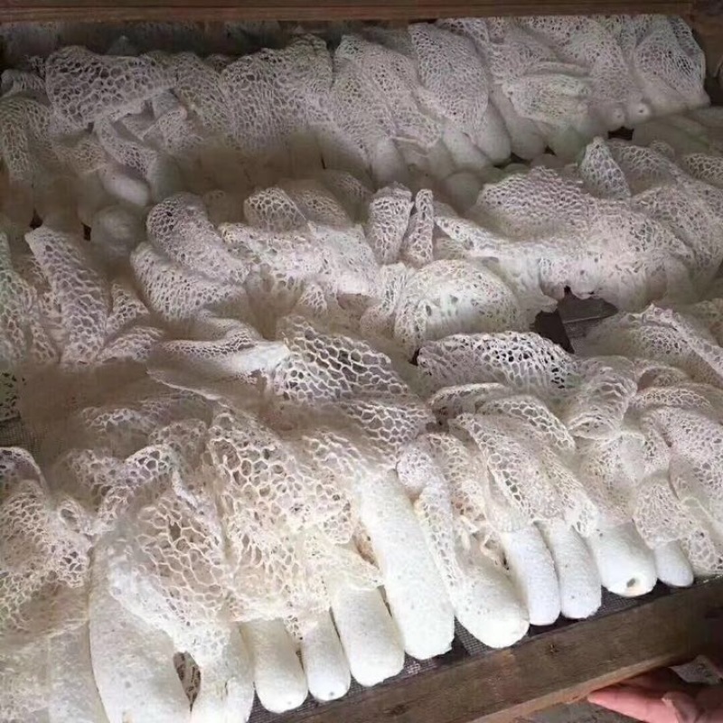 自家种植的长裙竹荪特级