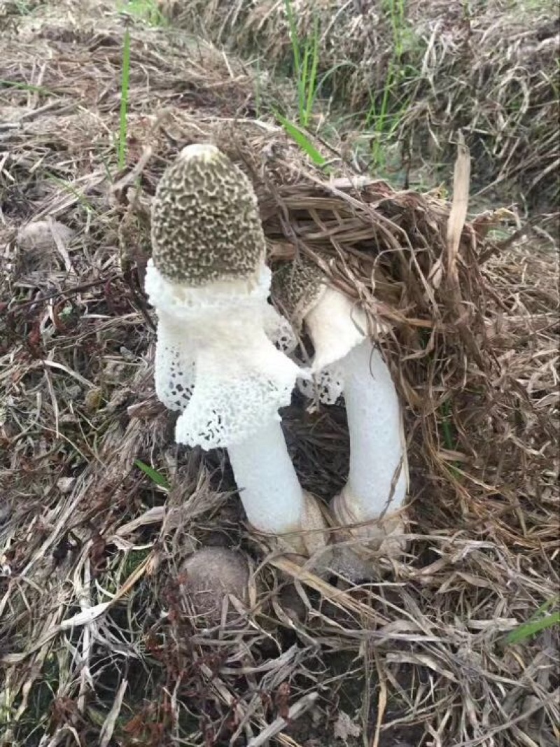 自家种植的长裙竹荪特级