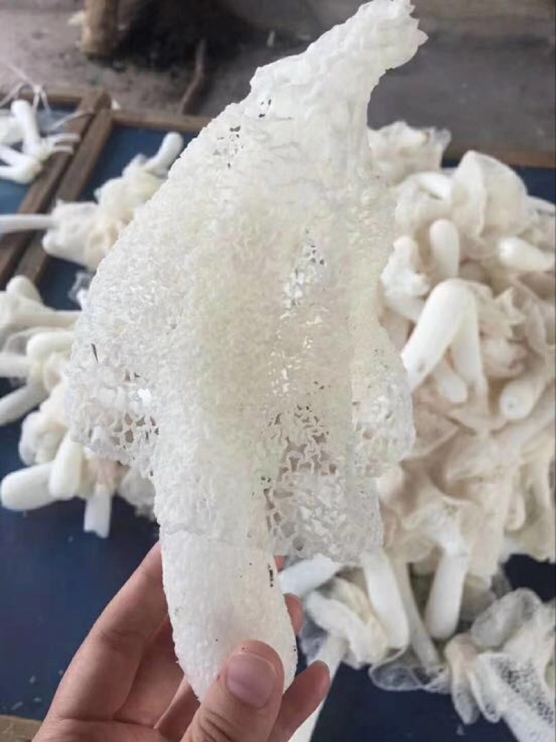 自家种植的长裙竹荪特级