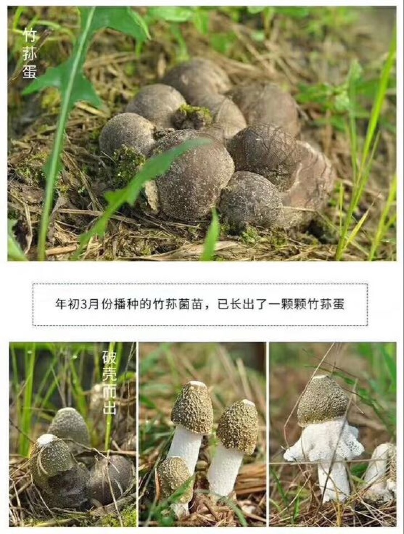 自家种植的长裙竹荪特级