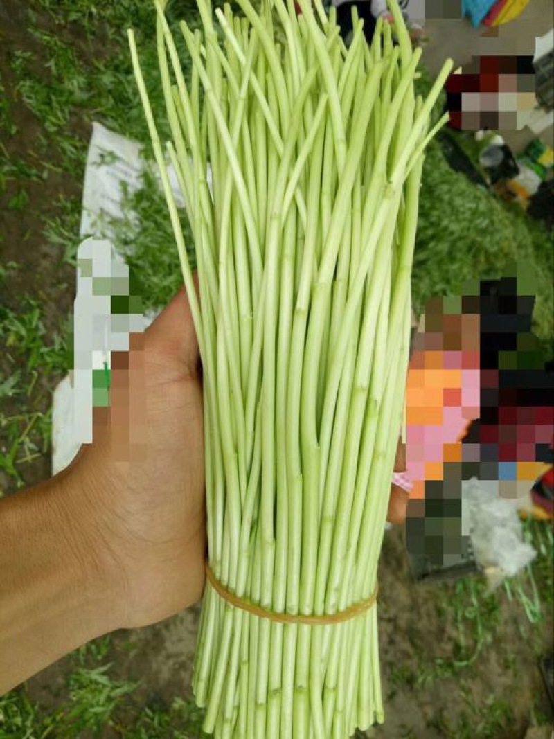 芦篙
