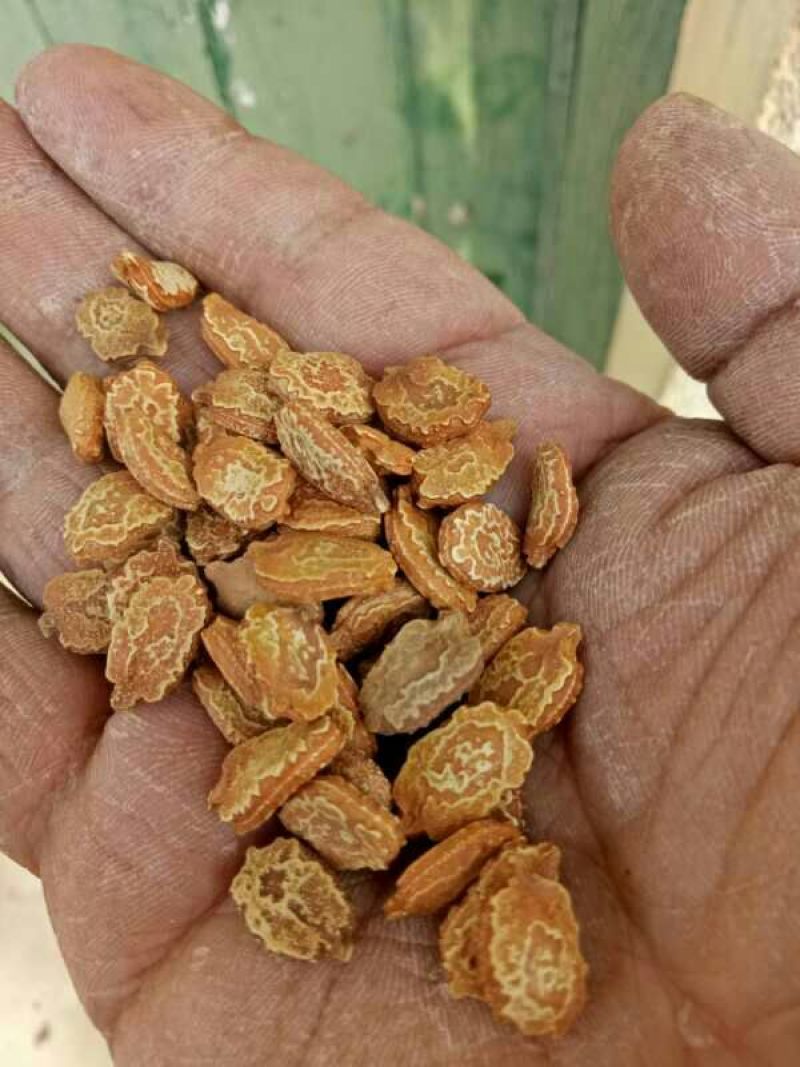 苦瓜籽，饱满度好，色泽光亮，全年有货，欢迎咨询