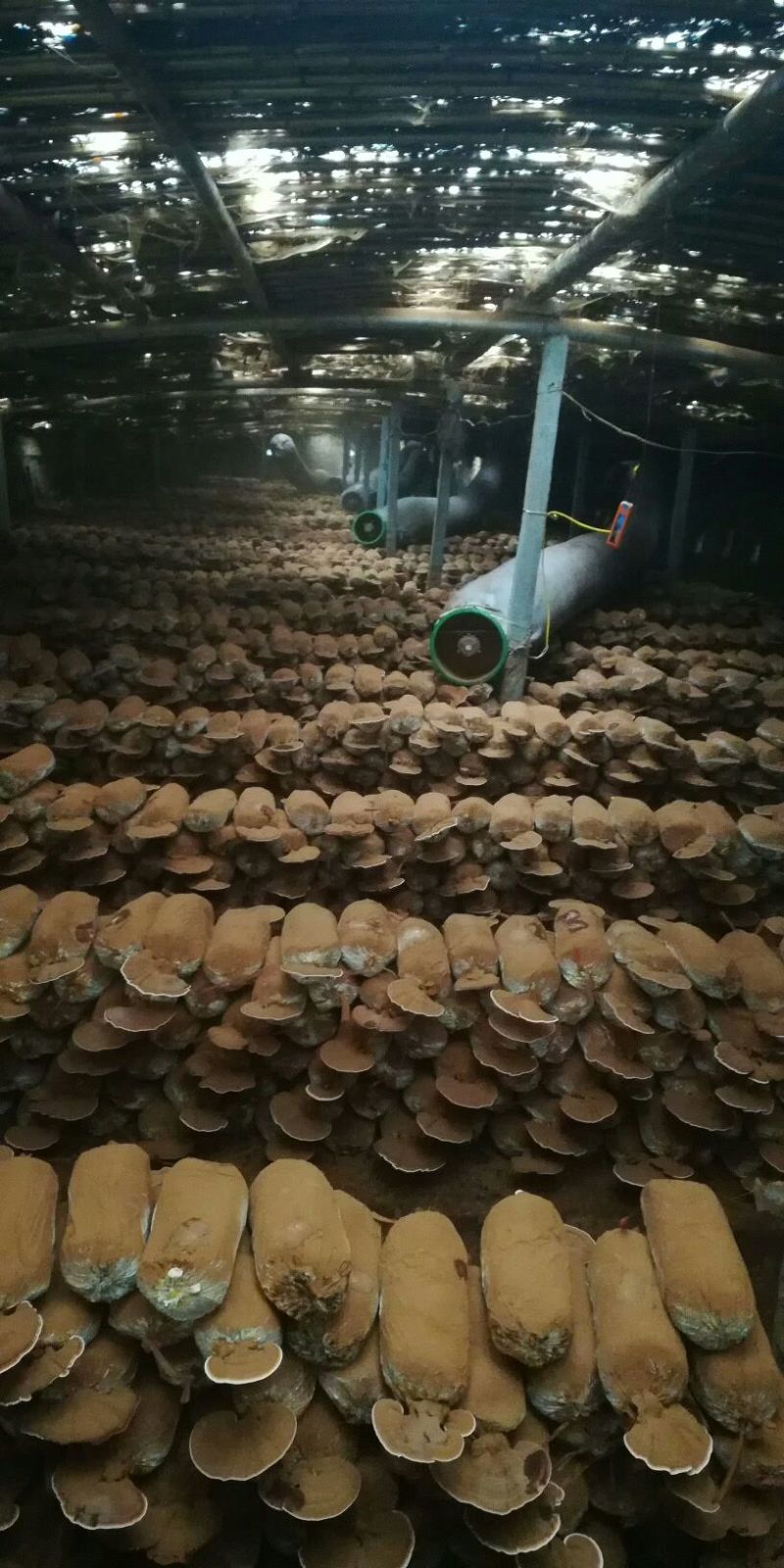 灵芝孢子粉原粉包邮