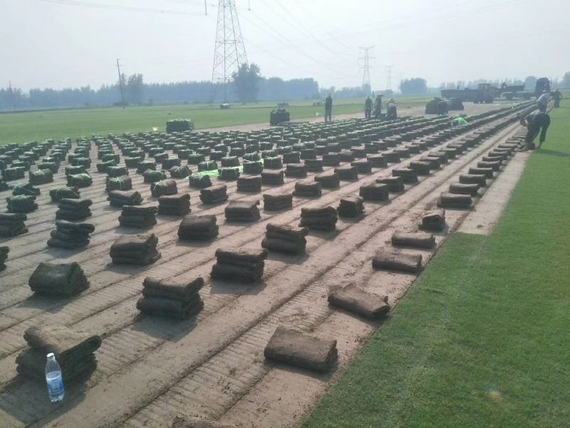 基地直销草坪草坪百慕大马尼拉果岭草四季青