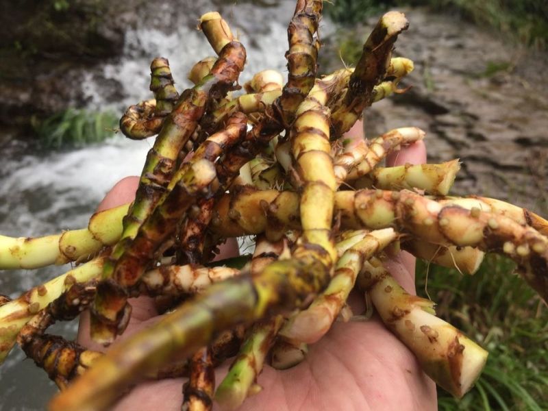 石菖蒲，，鲜货干货均有姜形多花黄精苗，鸡头黄精苗，一年苗