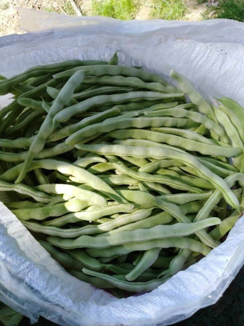 大白条小白条