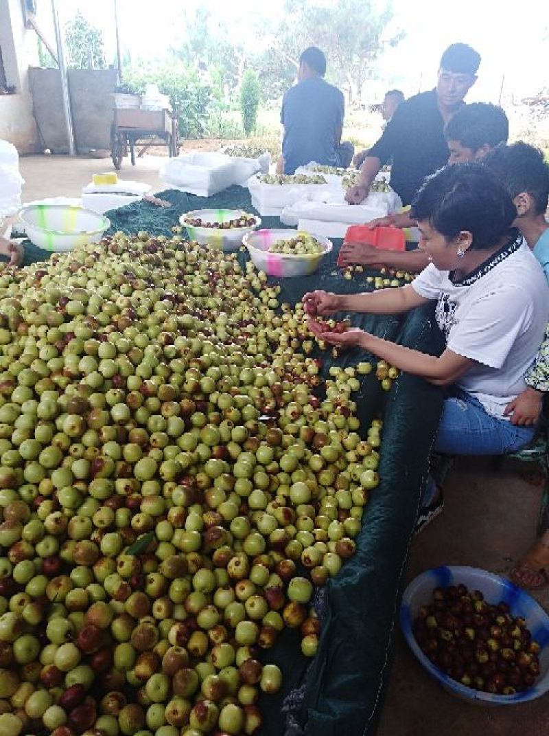 第二批，山地桃已卖完，，南方冬枣大量上市