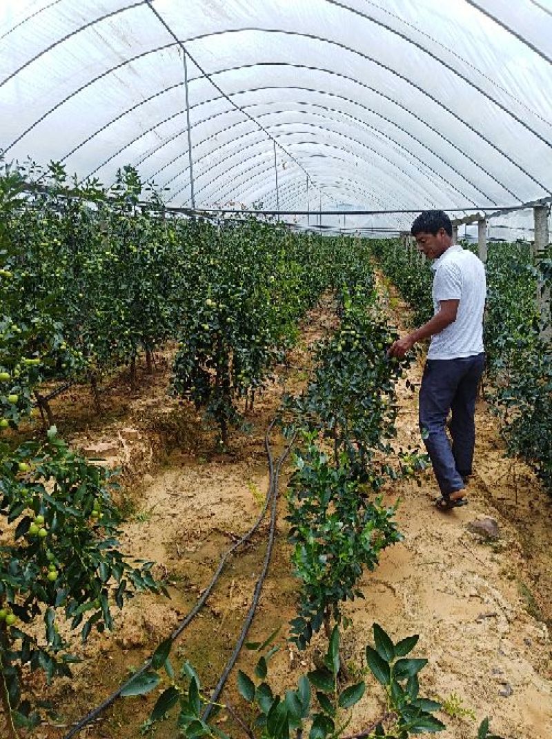 第二批，山地桃已卖完，，南方冬枣大量上市
