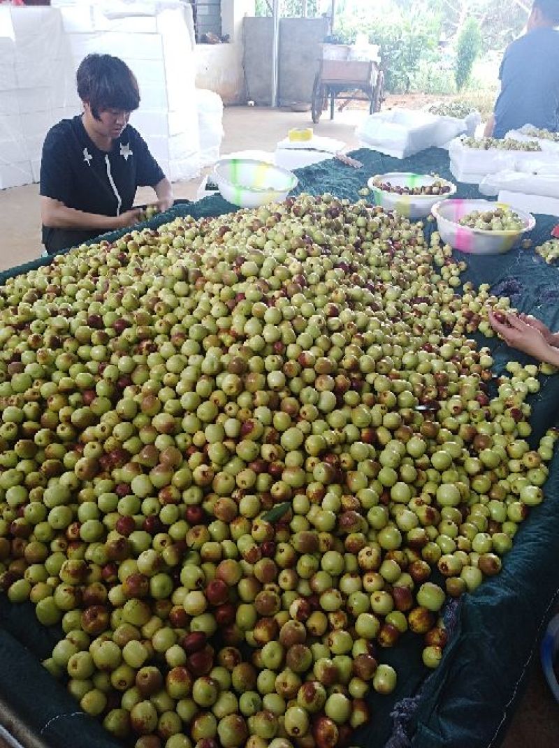 第二批，山地桃已卖完，，南方冬枣大量上市