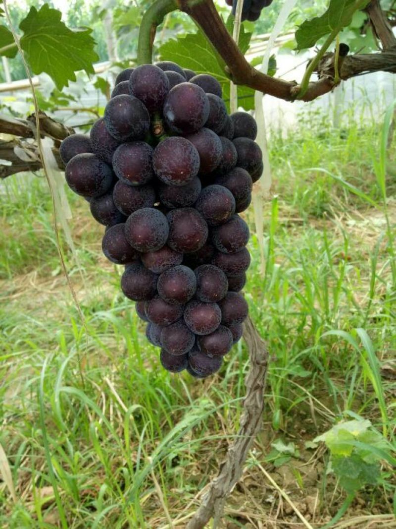 精品沪太葡萄大量上市，串行好，口感超甜