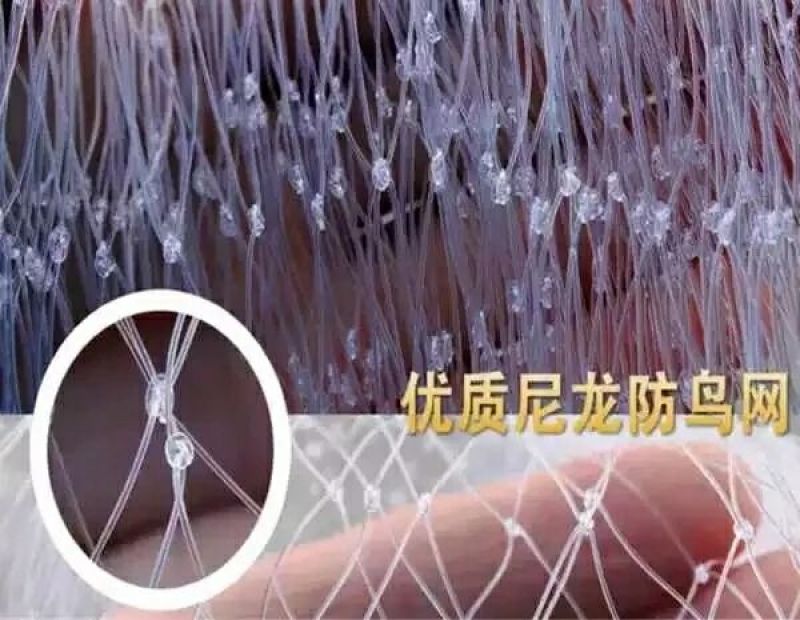 透明尼龙防鸟网果园养殖防鸟网葡萄果园果树樱桃葡萄园防鸟网