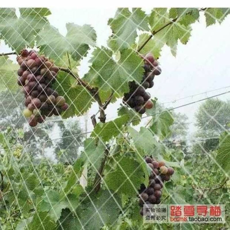 透明尼龙防鸟网果园养殖防鸟网葡萄果园果树樱桃葡萄园防鸟网