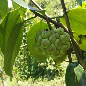 黑老虎（布福娜）果子