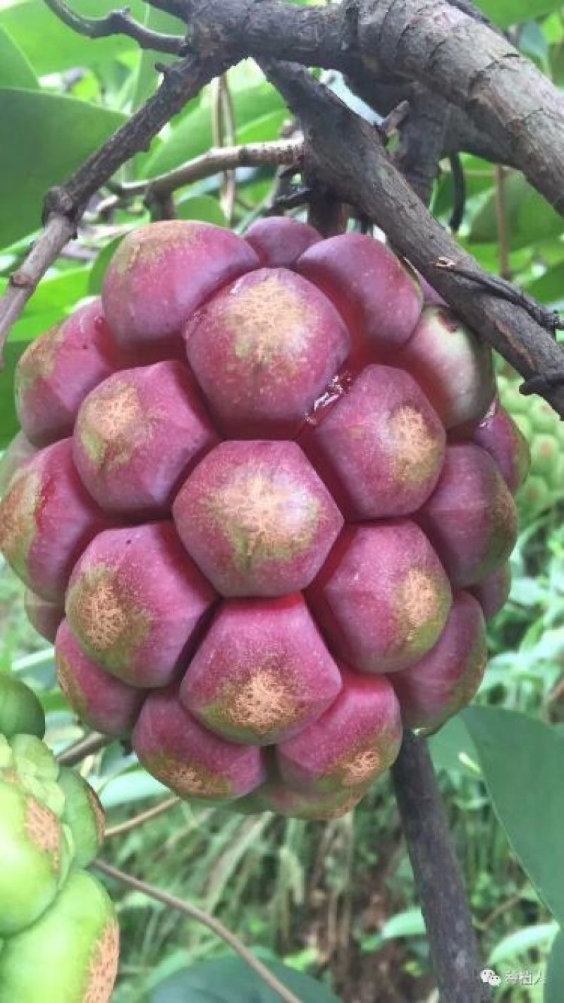 黑老虎（布福娜）果子