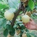 蒲城，皇冠梨，口感好！个大！可以入库！发鲜货