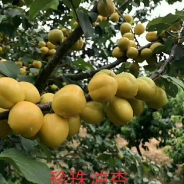 珍珠油杏苗产量特丰产口感甜香核香甜丰产稳产现挖现卖